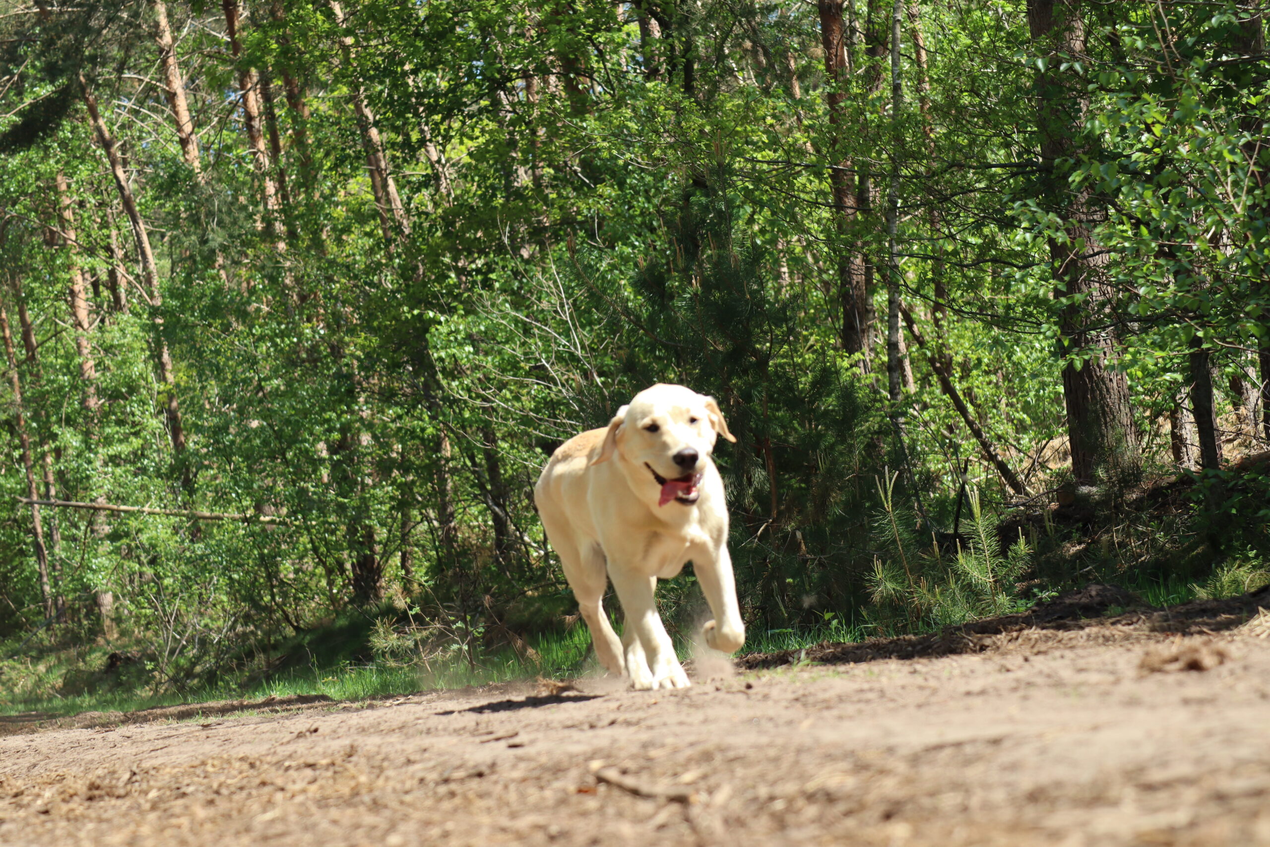 Honden crematorium Wintelre 24/7 bereikbaar Natura Nova