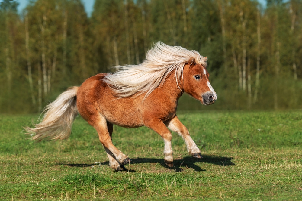 Crematie voor pony’s en kleine paarden | Natura Nova