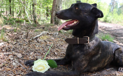 Wat te doen bij het overlijden van je huisdier?
